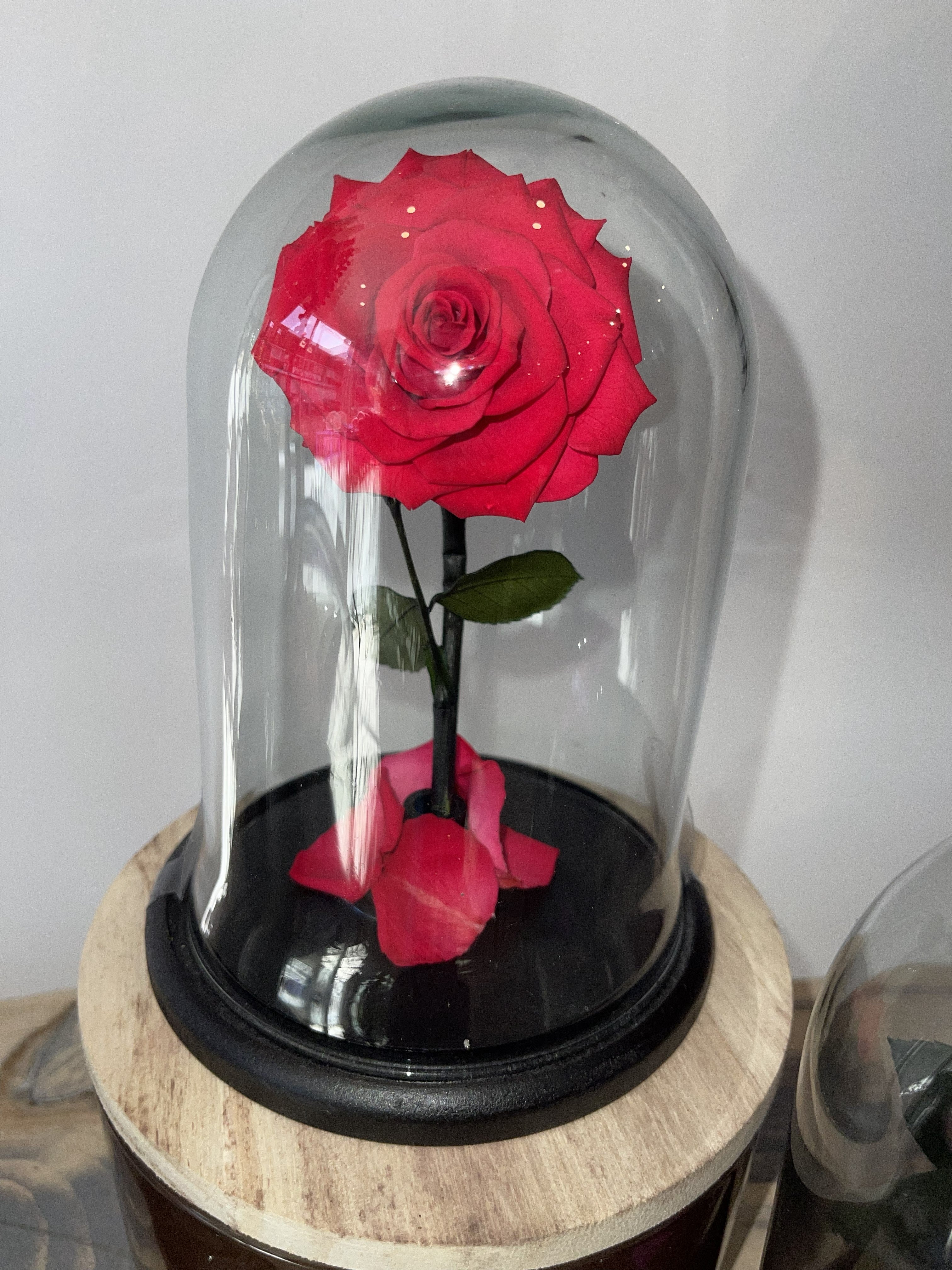 Eternal Rose under Glass Dome