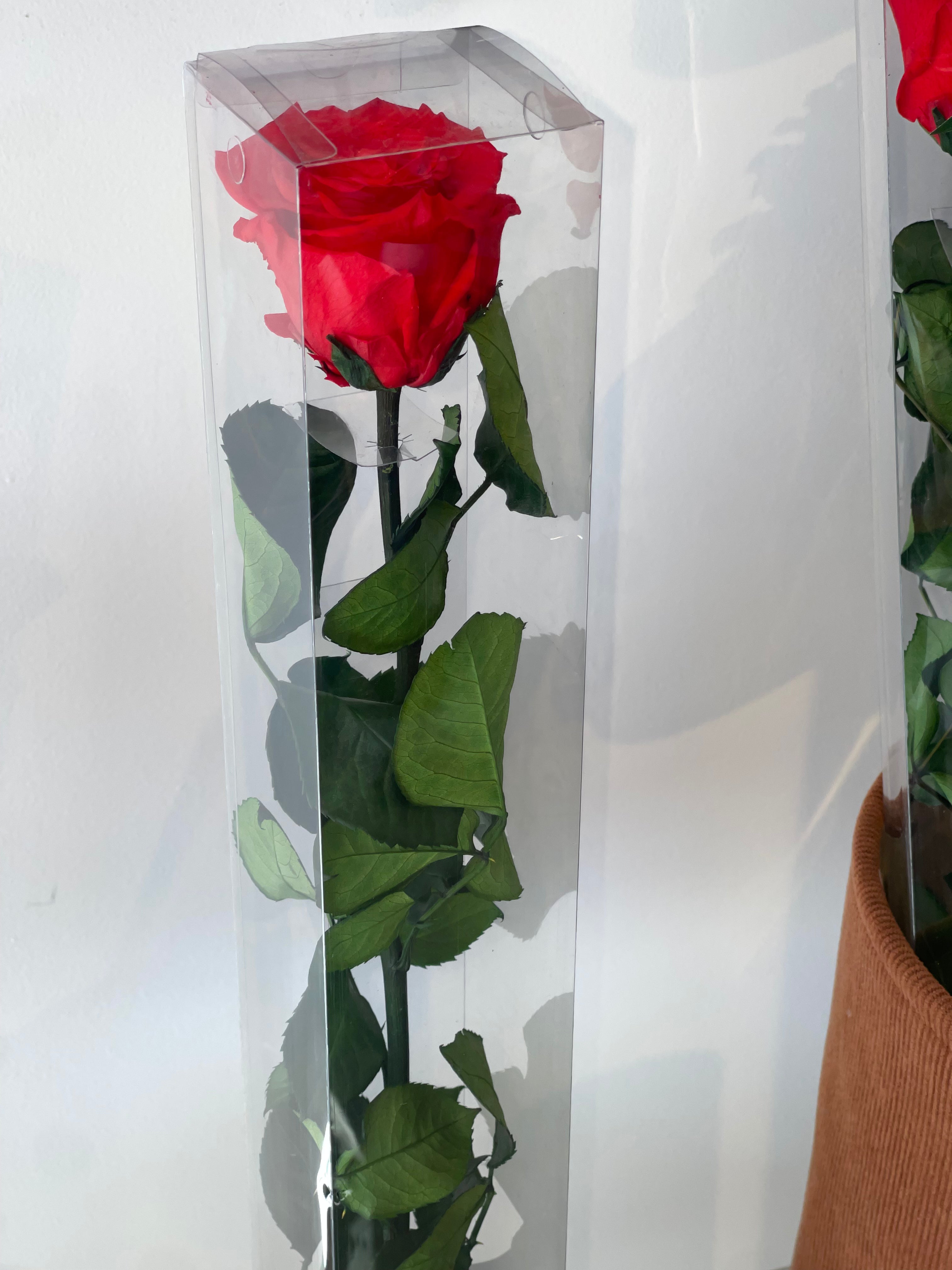 Single Eternal Rose Long Stem