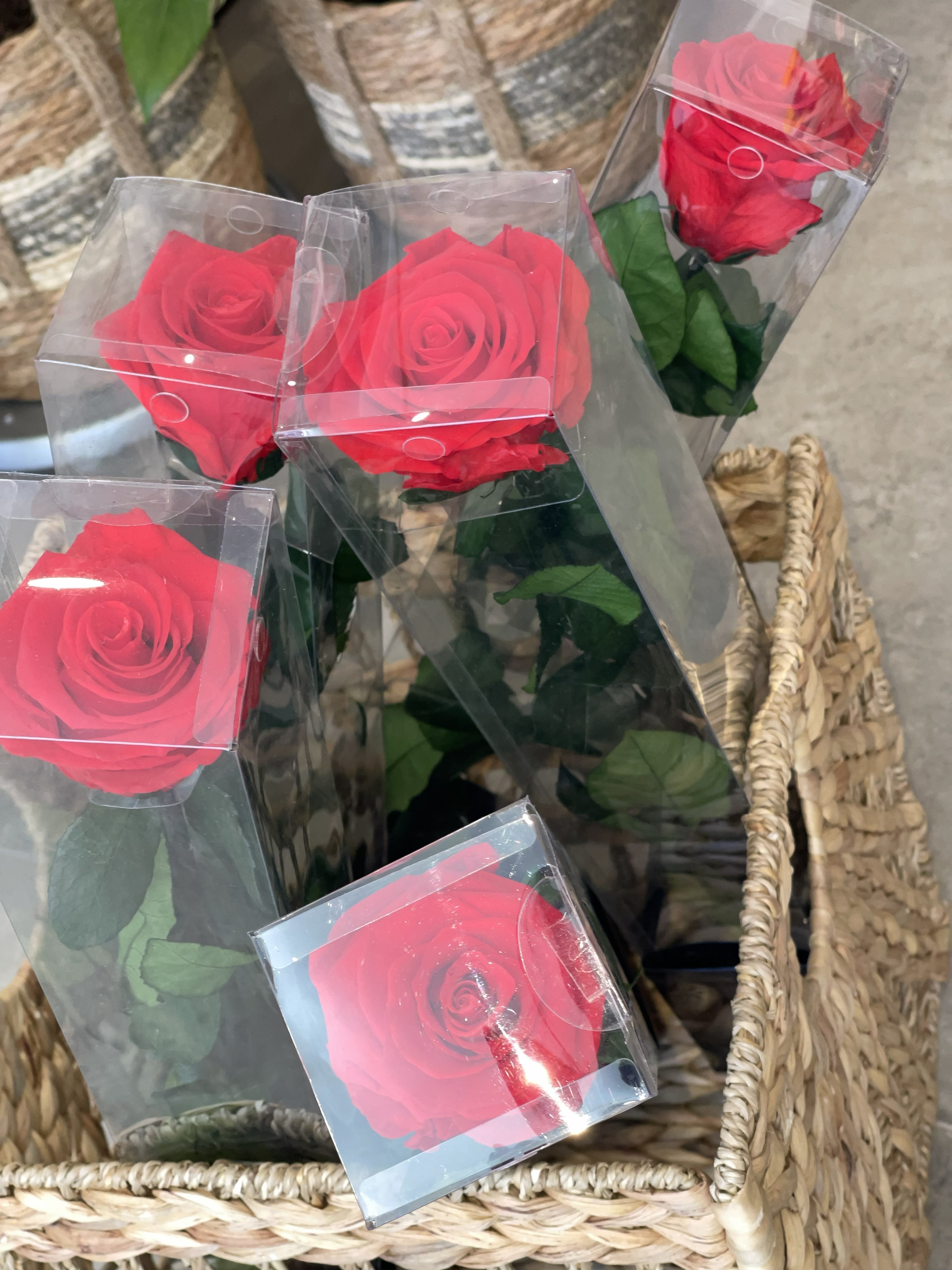 Single Eternal Rose Long Stem