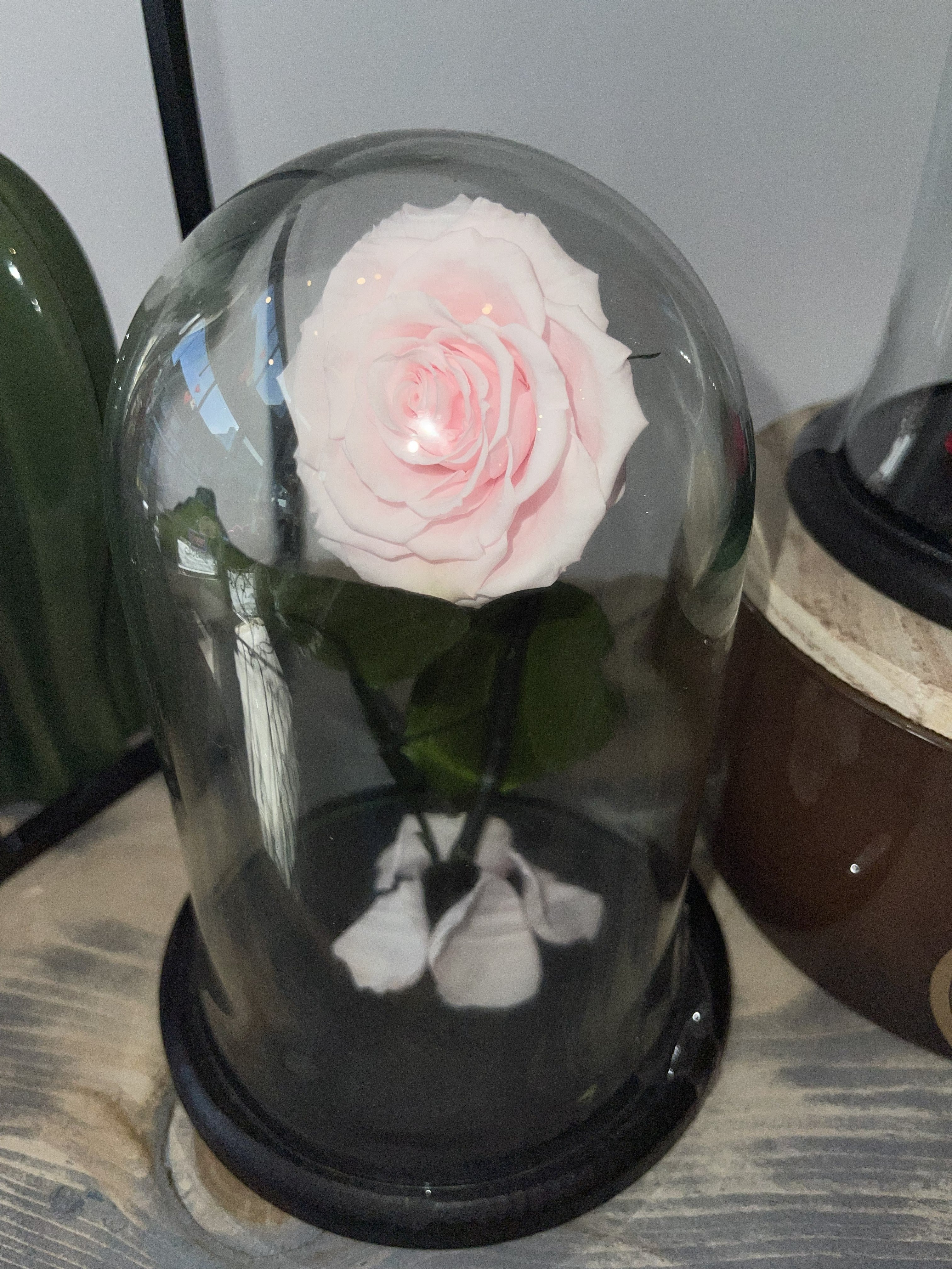 Eternal Rose under Glass Dome