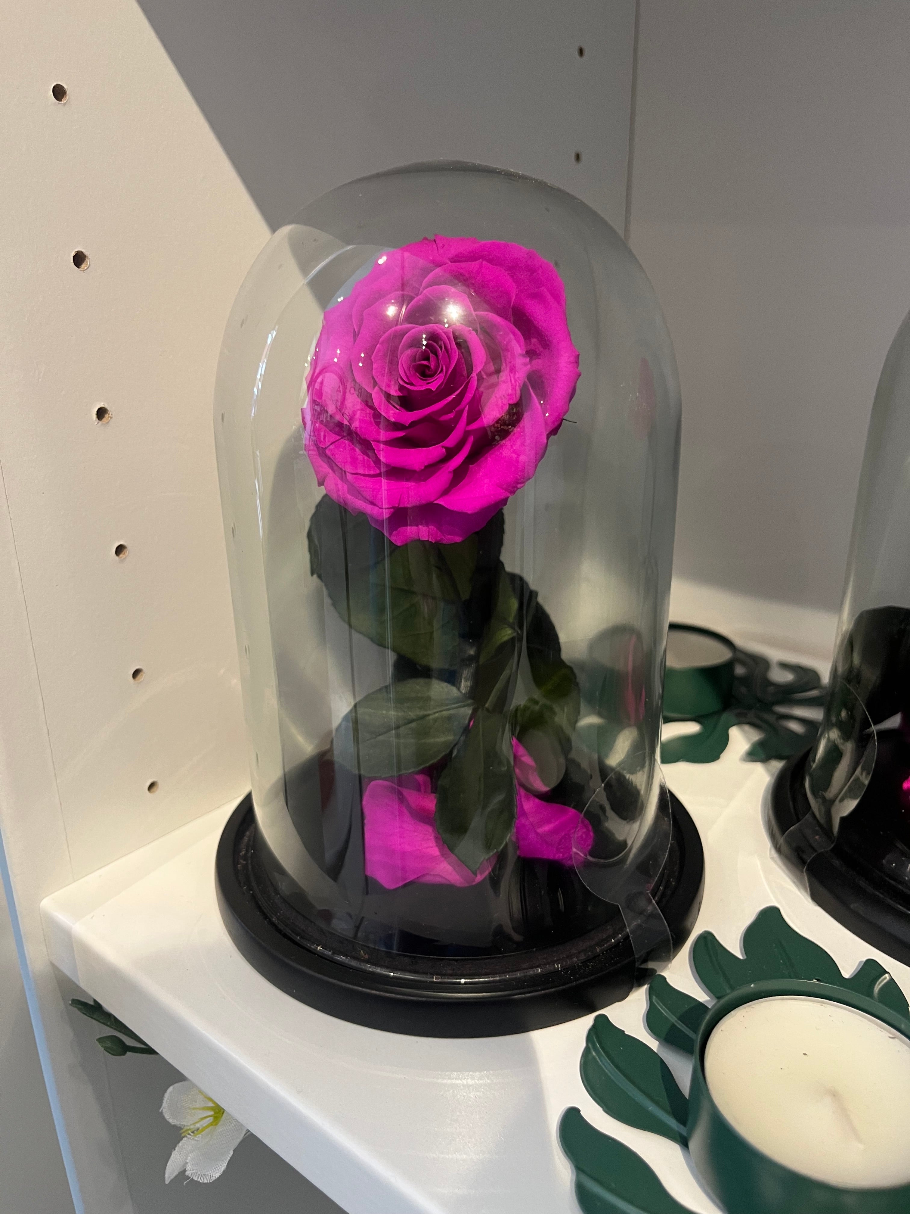 Eternal Rose under Glass Dome