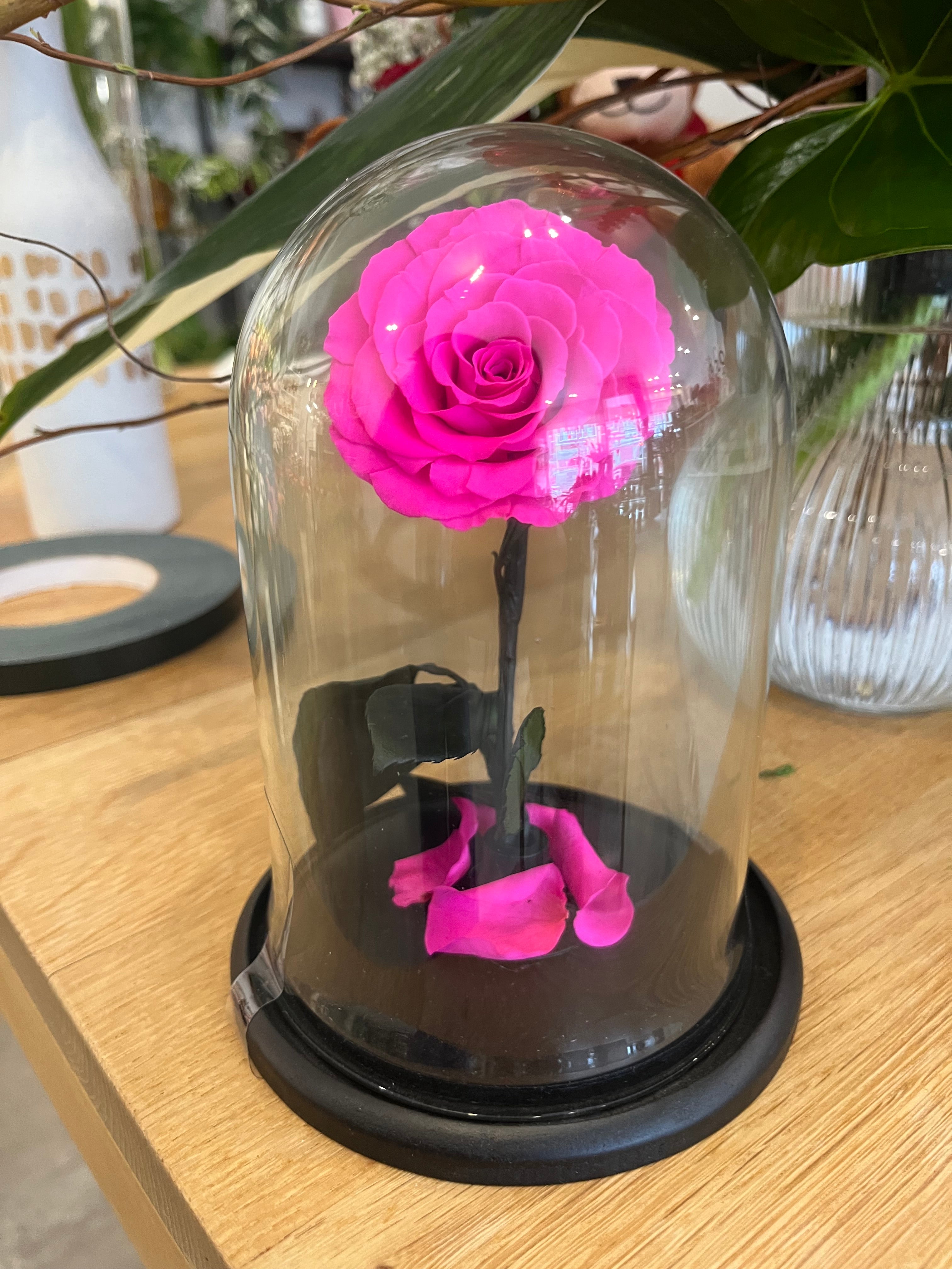 Eternal Rose under Glass Dome