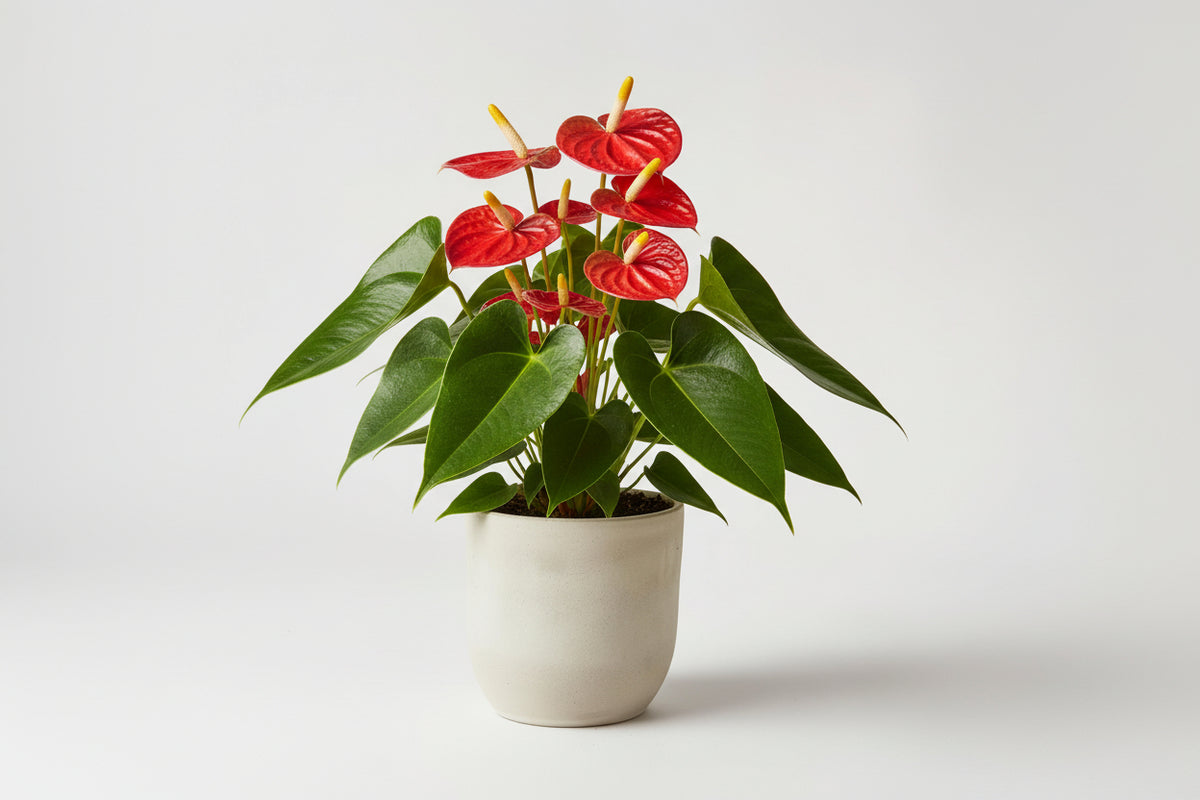 Anthurium – Rosa Fleuriste