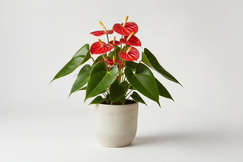 Anthurium – Rosa Fleuriste