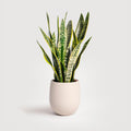 Sanseveria